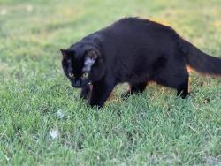 Lost Female Cat last seen FM 1187, Versailles ests, Brookhollow HOA, Aledo, TX 76008