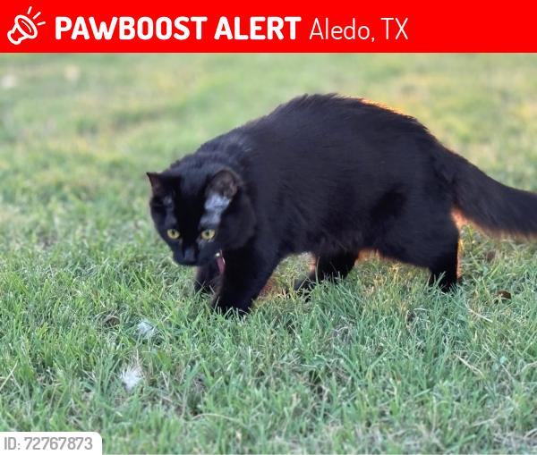 Lost Female Cat last seen FM 1187, Versailles ests, Brookhollow HOA, Aledo, TX 76008