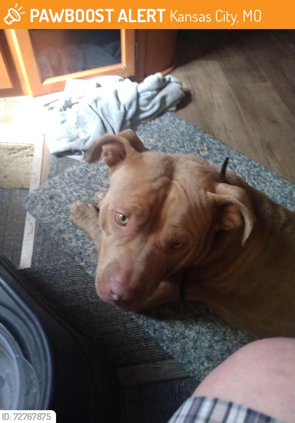 Found/Stray Female Dog last seen Winner rd, and i,435 kansas city mo, Kansas City, MO 64124