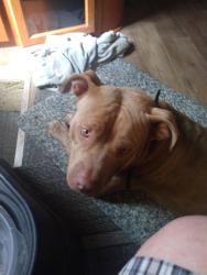 Found/Stray Female Dog last seen Winner rd, and i,435 kansas city mo, Kansas City, MO 64124