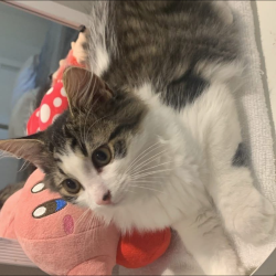 Reunited Male Cat last seen Montreal north, Montreal, QC 
