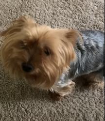 Lost Female Dog last seen Brentwood parkway , Stockbridge, GA 30281