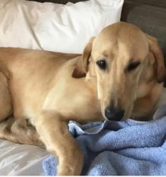 Lost Male Dog last seen San Mateo blvd NE and Central Ave Se, Albuquerque, NM 87108