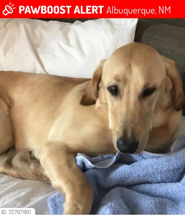 Lost Male Dog last seen San Mateo blvd NE and Central Ave Se, Albuquerque, NM 87108
