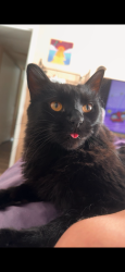 Lost Male Cat last seen Kearny Ave, Lakeside Park, KY 41017