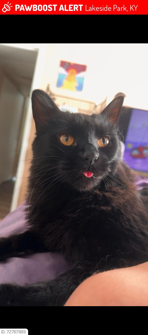 Lost Male Cat last seen Kearny Ave, Lakeside Park, KY 41017