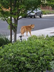 Found/Stray Unknown Dog last seen Vintage Way, Modesto, CA 95356