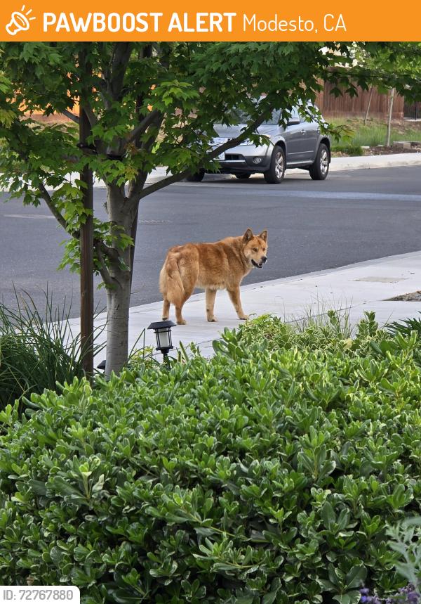 Found/Stray Unknown Dog last seen Vintage Way, Modesto, CA 95356