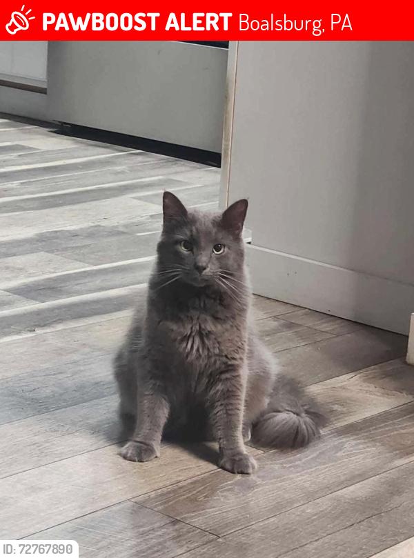 Lost Male Cat last seen Happy Valley Vet, Boalsburg, PA 16827