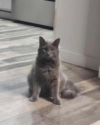 Lost Male Cat last seen Happy Valley Vet, Boalsburg, PA 16827