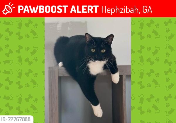 Lost Male Cat last seen Brown @ McDade, Hephzibah, GA 30815
