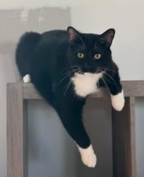 Lost Male Cat last seen Brown @ McDade, Hephzibah, GA 30815