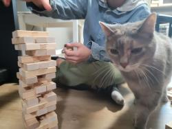 Lost Female Cat last seen Becker Drive, Fairfield, OH 45014