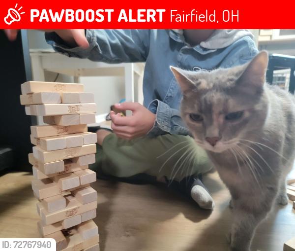 Lost Female Cat last seen Becker Drive, Fairfield, OH 45014