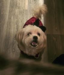 Lost Female Dog last seen Richmond Av and Ashford Park Dr, Houston, TX 77082