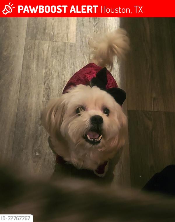 Lost Female Dog last seen Richmond Av and Ashford Park Dr, Houston, TX 77082