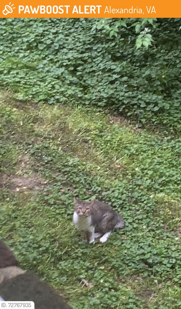 Found/Stray Unknown Cat last seen Charles Barrett Elementary School , Alexandria, VA 22305