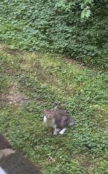 Found/Stray Unknown Cat last seen Charles Barrett Elementary School , Alexandria, VA 22305