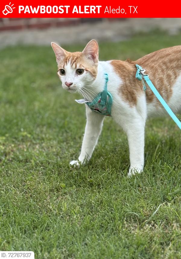 Lost Male Cat last seen Versailles ests, Brookhollow HOA, FM 1187, Aledo, TX 76008
