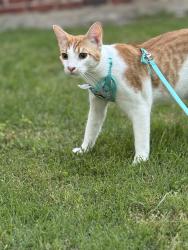 Lost Male Cat last seen Versailles ests, Brookhollow HOA, FM 1187, Aledo, TX 76008