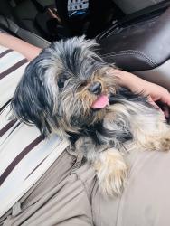 Found/Stray Male Dog last seen Era st and Linda Lee , San Angelo, TX 76905