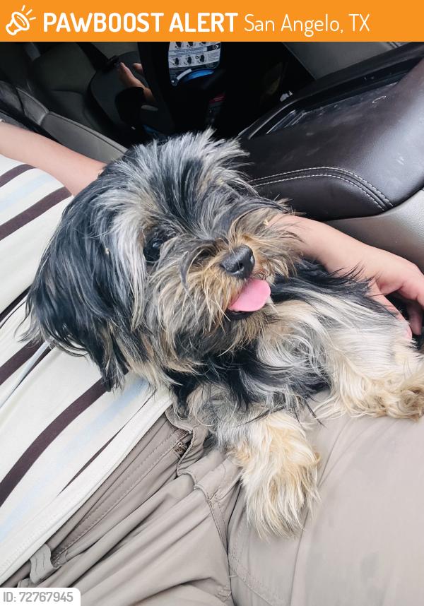 Found/Stray Male Dog last seen Era st and Linda Lee , San Angelo, TX 76905