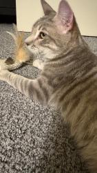 Found/Stray Male Cat last seen About a half mile from the cull canyon recreation parking lot, stuck in a well!, Castro Valley, CA 94552