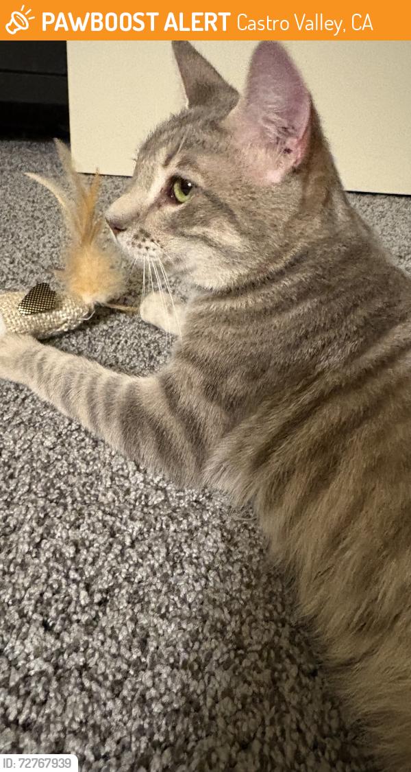 Found/Stray Male Cat last seen About a half mile from the cull canyon recreation parking lot, stuck in a well!, Castro Valley, CA 94552