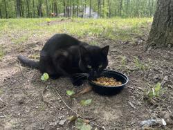 Found/Stray Male Cat last seen Near and county road 744, Craighead County, AR 72401