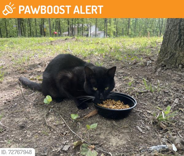 Found/Stray Male Cat last seen Near and county road 744, Craighead County, AR 72401