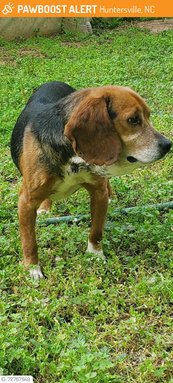 Found/Stray Male Dog last seen Buckeye nature preserve, Huntersville, NC 28078