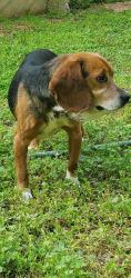 Found/Stray Male Dog last seen Buckeye nature preserve, Huntersville, NC 28078