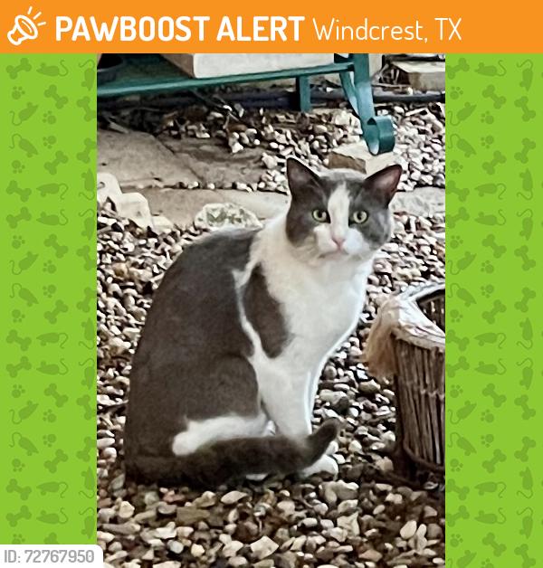 Found/Stray Male Cat last seen Winding Ridge Dr & Windbluff Dr, Section 3, Windcrest, TX 78239