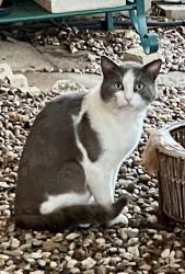 Found/Stray Male Cat last seen Winding Ridge Dr & Windbluff Dr, Section 3, Windcrest, TX 78239