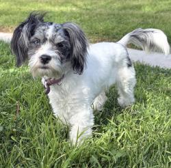 Lost Female Dog last seen E St and 31st, San Bernardino, CA 92405