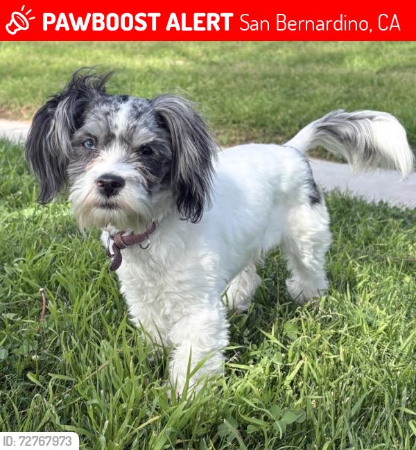 Lost Female Dog last seen E St and 31st, San Bernardino, CA 92405