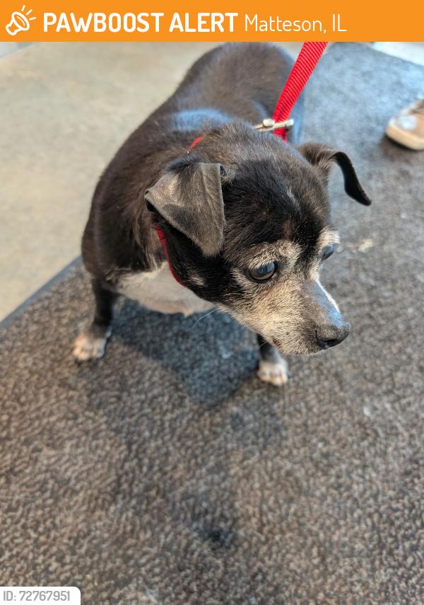 Found/Stray Male Dog last seen Near street and richton road (old matteson), Matteson, IL 60443
