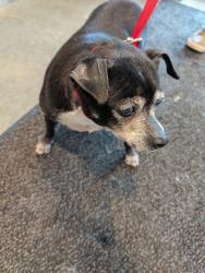 Found/Stray Male Dog last seen Near street and richton road (old matteson), Matteson, IL 60443
