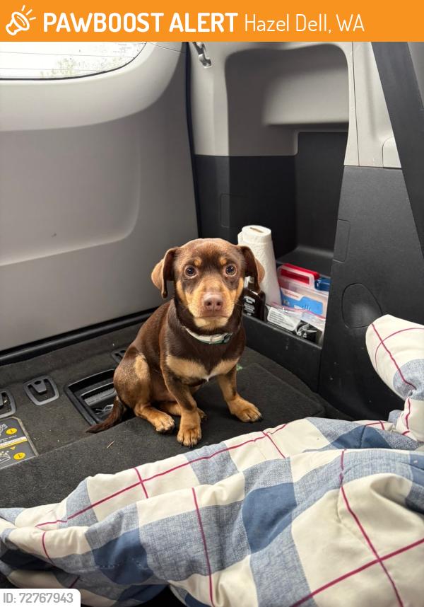 Found/Stray Male Dog last seen Middle school , Hazel Dell, WA 98665