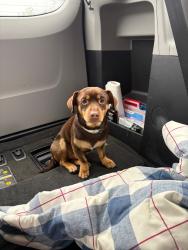 Found/Stray Male Dog last seen Middle school , Hazel Dell, WA 98665