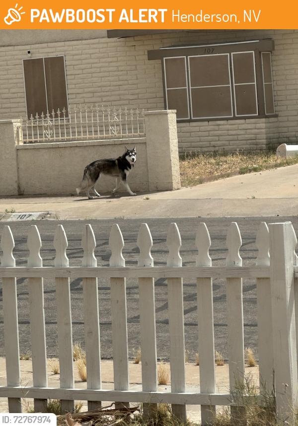 Found/Stray Unknown Dog last seen Beech and continental , Henderson, NV 89015