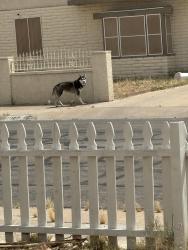 Found/Stray Unknown Dog last seen Beech and continental , Henderson, NV 89015