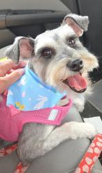 Lost Female Dog last seen 141st Glenpool , Glenpool, OK 74033