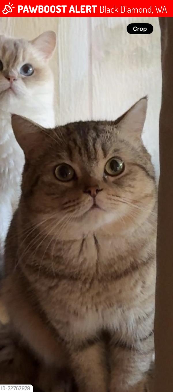Lost Male Cat last seen near lake sawyer grocery , Black Diamond, WA 98010
