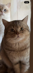 Lost Male Cat last seen near lake sawyer grocery , Black Diamond, WA 98010