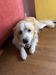 Found/Stray Male Dog last seen Raines rd, Memphis, TN 38116