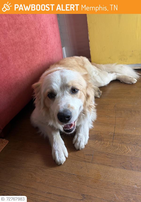 Found/Stray Male Dog last seen Raines rd, Memphis, TN 38116