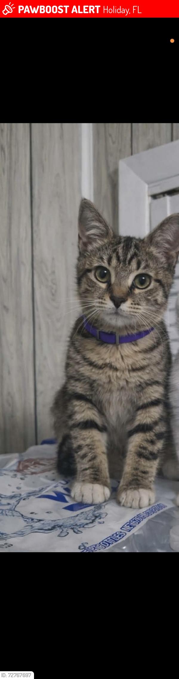 Lost Female Cat last seen Near sablewood dr, Holiday, FL 34691