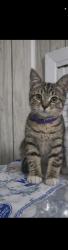 Lost Female Cat last seen Near sablewood dr, Holiday, FL 34691