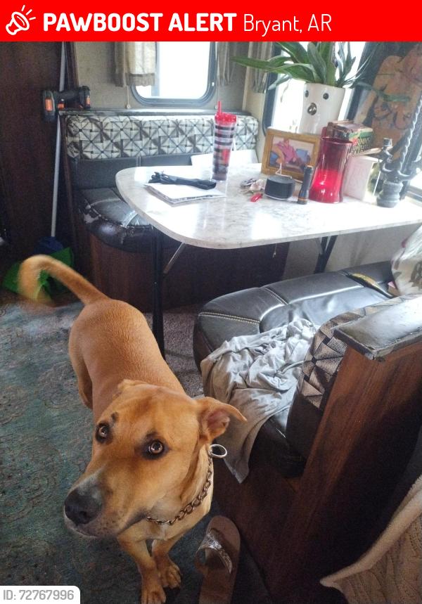 Lost Male Dog last seen David's burgers, Bryant, AR 72022